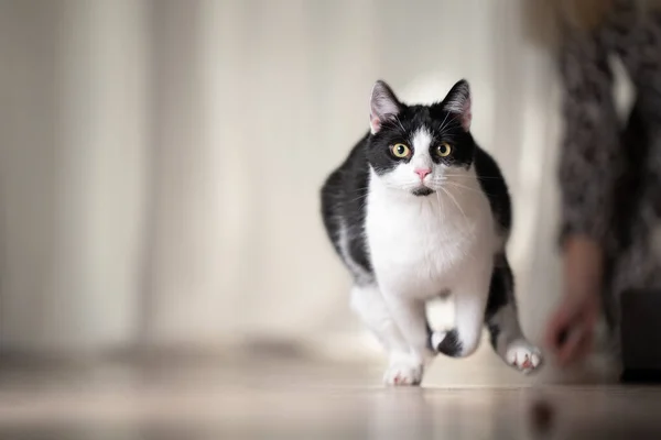 Giocoso gatto in bianco e nero in esecuzione all'interno — Foto Stock
