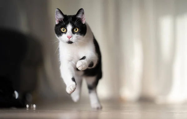 Hravý černobílý kočka běží uvnitř — Stock fotografie