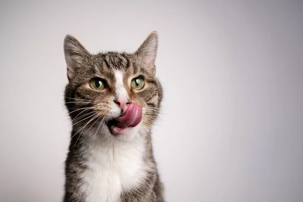 Tabby white cat with mouth open licking lips looking hungry — стоковое фото