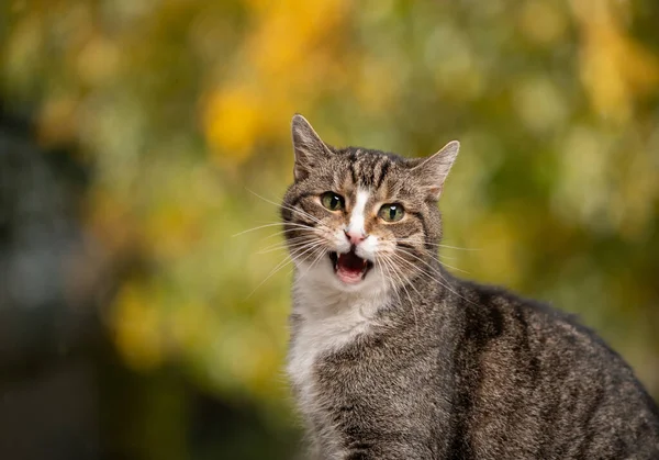 Tabby white cat meowing outdoors portrait in autumn — Stockfoto