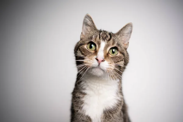 Tabby white cat with green eyes tilting head portrait on white background — Fotografia de Stock