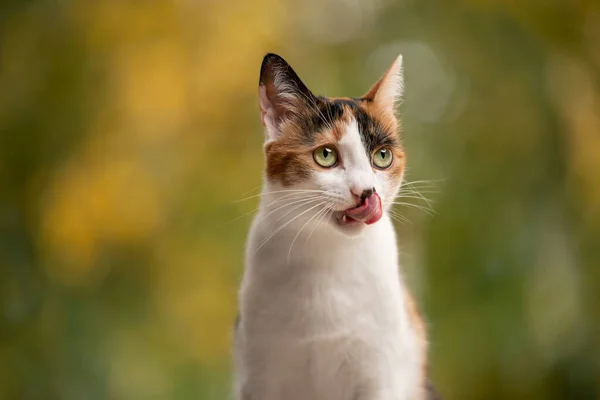 Fome gato lambendo lábios no natural outono cor fundo — Fotografia de Stock