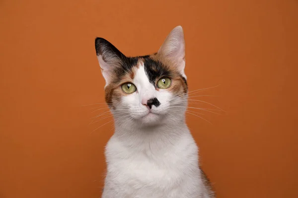 White tricolor cat portrait on orange background with copy space — стоковое фото
