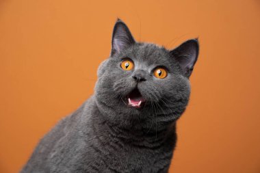 Komik İngiliz kısa kedi portresi Şok olmuş ya da şaşırmış görünüyor