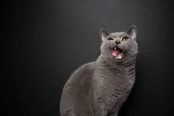 Hungry cat with mouth open licking lips looking up at copy space — Stockfoto