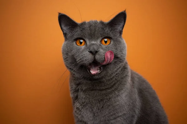 Hungry british shorthair cat with mouth open licking lips looking at camera — стоковое фото