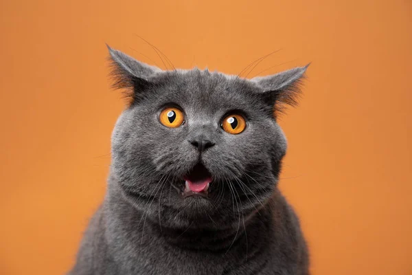 British shorthair cat funny face portrait looking shocked with ears folded back — стокове фото