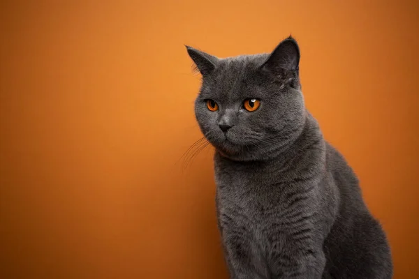 British shorthair cat with orange eyes on orange background with copy space — Stock Fotó