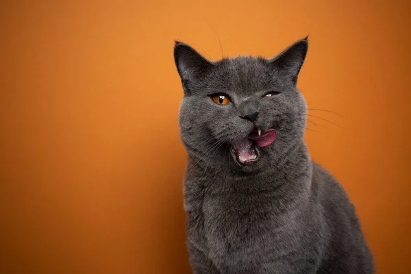 Affamato inglese stenografia gatto con bocca labbra aperte leccare guardando la fotocamera — Foto Stock