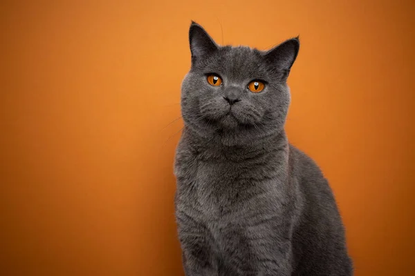 British shorthair cat with orange eyes portrait on orange background — Stock Fotó