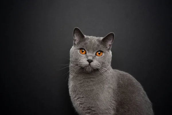 Gray british shorthair cat portrait on black background with copy space — стокове фото