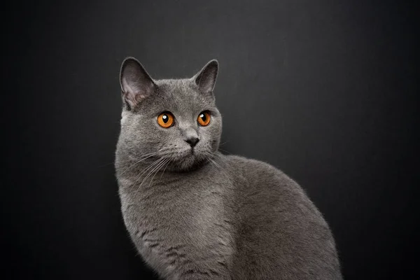 Gray british shorthair cat portrait on black background with copy space — стокове фото