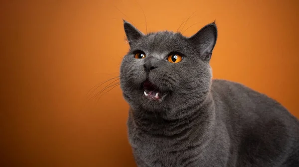 British shorthair blue cat hungry with mouth open — Stock Photo, Image