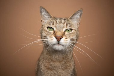 Kahverengi arka planda uzun beyaz bıyıklı yavru kedi portresi