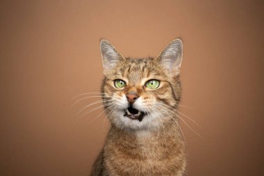 Ağzı açık kedi geyik arka planında miyavlıyor.