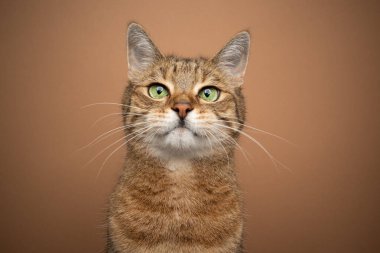 Şirin kedi portresi yeşil gözlü kedi yavrusu