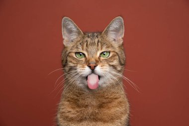 Kırmızı-kahverengi arka planda dilini dışarı çıkaran yaramaz kedi.