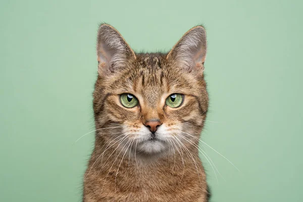 yeşil arkaplanda yeşil gözlü kedi portresi