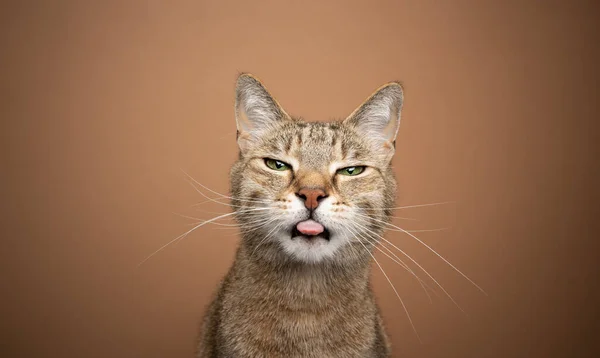 naughty fawn tabby cat sticking out tongue