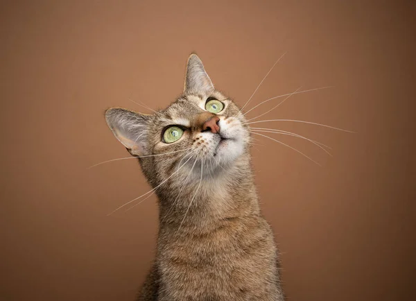 Цікавий кіт з довгими білими вусами і зеленими очима, дивлячись вгору — стокове фото