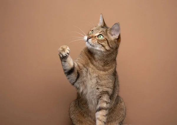 Playful fawn tabby cat raising paw looking to the side — Stock Photo, Image