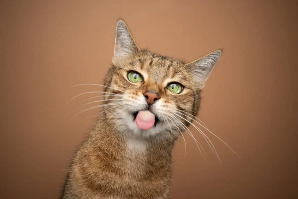 Niegrzeczny kot wystający język na płowe tło — Zdjęcie stockowe