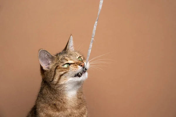 Tabby taquigrafía gato jugando masticar en papel cadena mostrando dientes — Foto de Stock