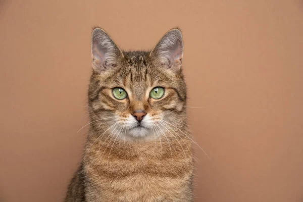 Beautiful fawn cat with green eyes portrait on light brown background — Fotografia de Stock