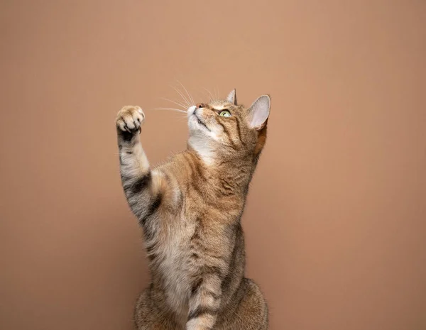 Gato levantando pata olhando para cima no fundo colorido fawn com espaço de cópia — Fotografia de Stock