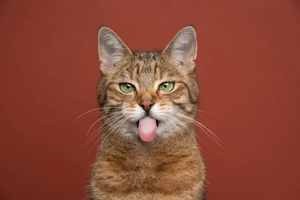 いたずら猫は赤茶色の背景に舌を突き出す — ストック写真