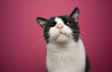 Merak uyandıran engelli kedi. Pembe arka planda bir göz portresi.