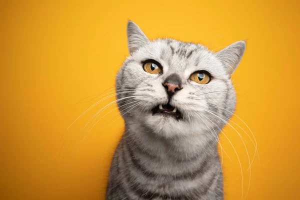 Begging cat making funny face meowing on yellow background — Stock Photo, Image