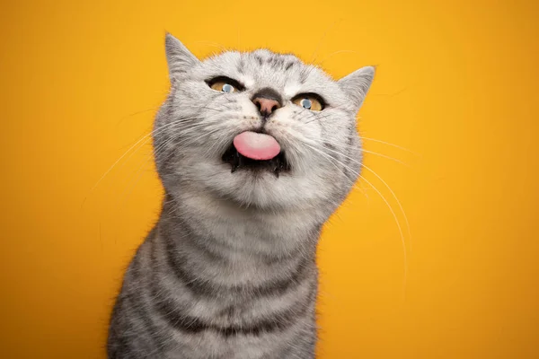 British shorthair gatto fare divertente faccia attaccare fuori lingua cattivo — Foto Stock