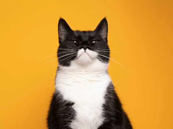 Funny batman cat portrait looking judgy on yellow background — Stock Photo, Image