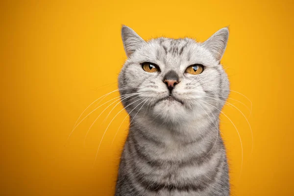 Silver tabby british shorthair cat studio portrait on yellow background — стоковое фото