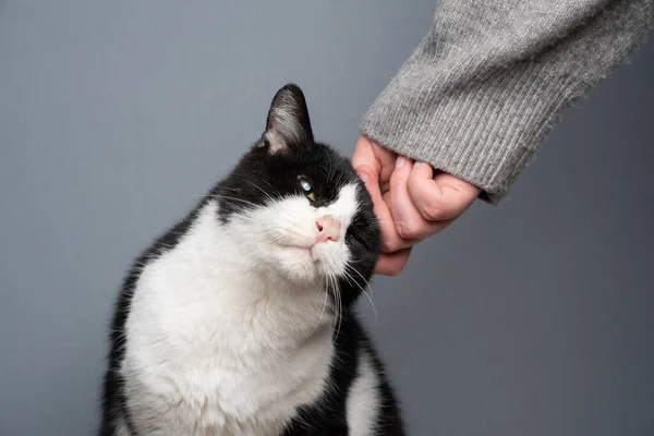 Deficiente resgatado gato chegando acariciado pela mão humana — Fotografia de Stock