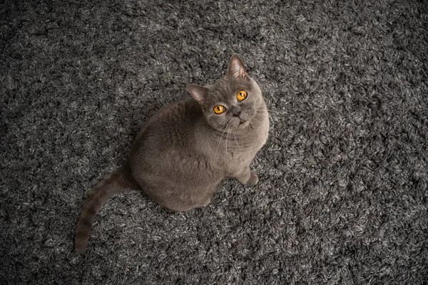 British shorthair blue cat sitting on carpet looking up at camera — стокове фото