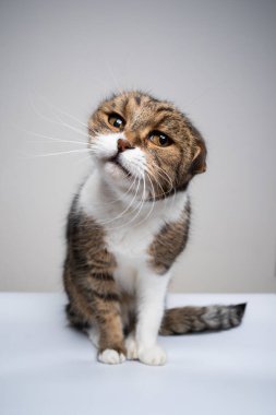 Komik kedi kameraya bakarak başını sallıyor.