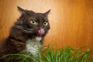 kedi dudaklarını yalıyor kedi otuna aç