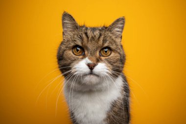 Sarı arka planda güzel beyaz tüylü kedi portresi