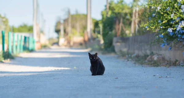 Black stray cat sitting on a street — Stockfoto
