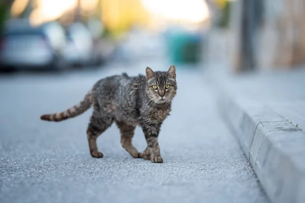 Tabby stray cat with scruffy fur walking on a street — Stockfoto