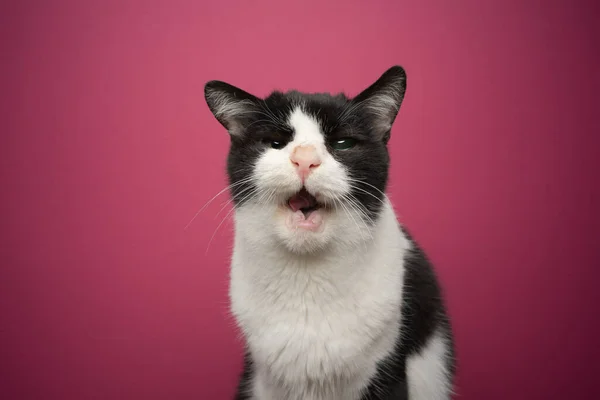 Спасенная кошка беззубая и слепая на один глаз с открытым ртом, смотрящая в камеру — стоковое фото