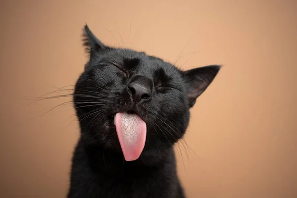 Preto gato saindo língua engraçado retrato — Fotografia de Stock