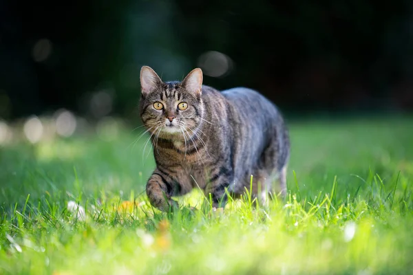 Chat tabby marchant sur prairie ensoleillée — Photo