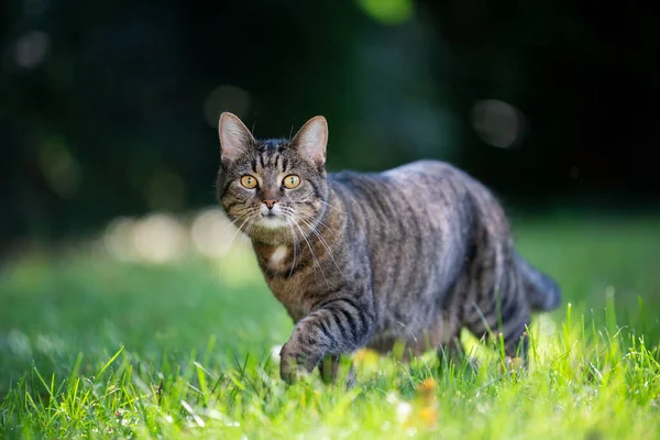 Tabby cat walking on sunny meadow — Stock Fotó