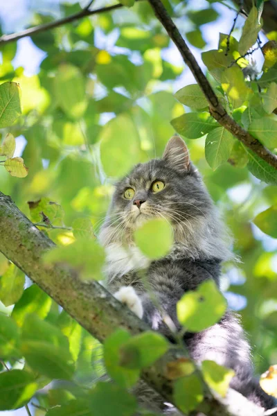 Kočka šplhá vysoko na stromy a pozoruje — Stock fotografie