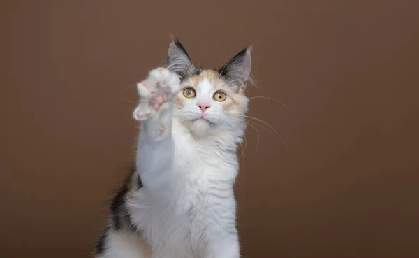 Brincalhão maine coon gatinho criação até levantando pata olhando para a câmera — Fotografia de Stock