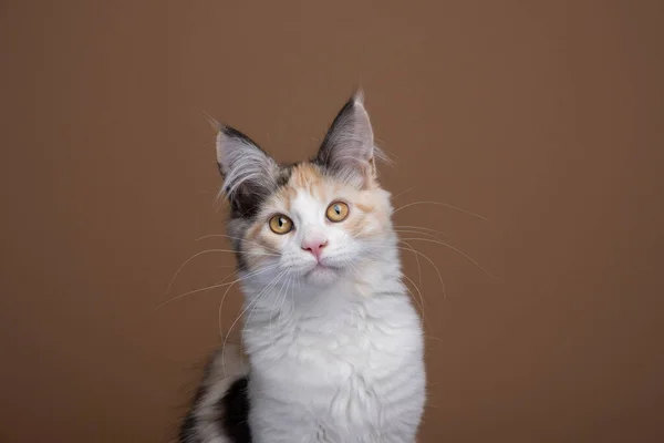 Tortie blanche maine chaton coon regardant caméra sur fond brun — Photo