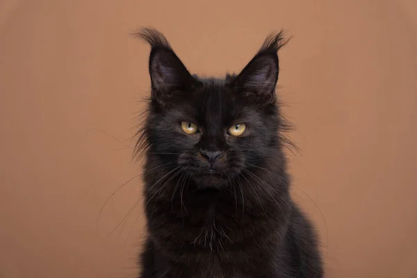 Beautiful black maine coon kitten looking at camera seriously — стоковое фото